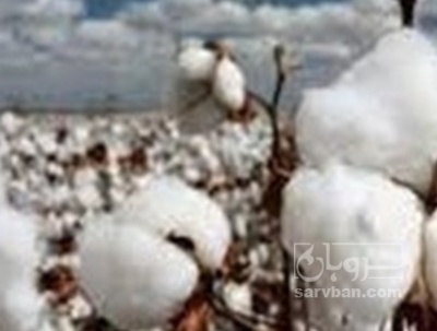 فروش پنبه
