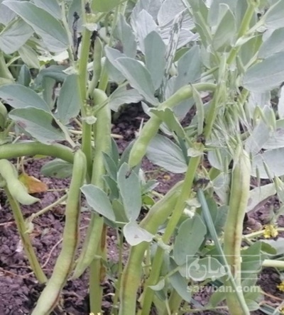 فروش باقلا تازه - باقالی - باقالا