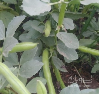 فروش باقلا تازه - باقالی - باقالا