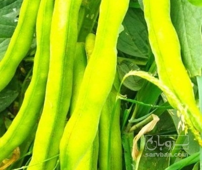 فروش باقلا تازه - باقالی - باقالا