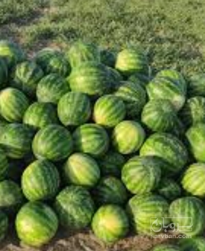 فروش هندوانه گرد