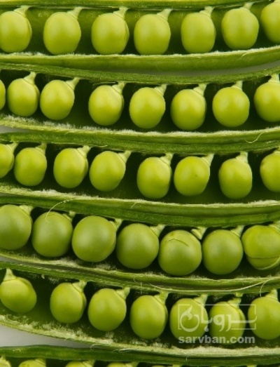 فروش نخود فرنگی