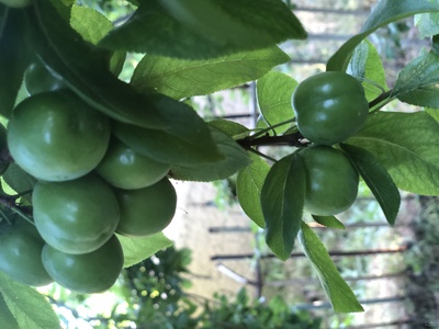 فروش گوجه سبز