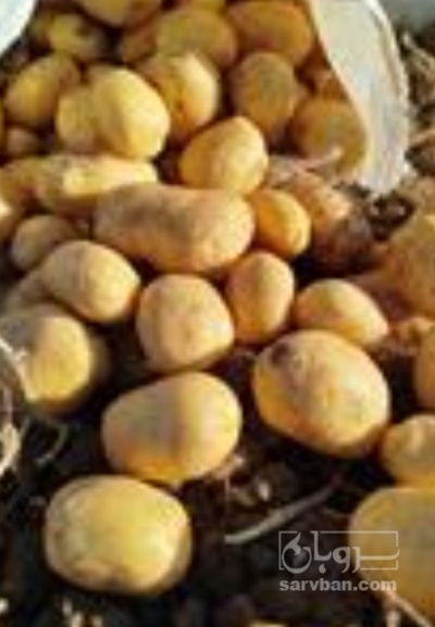 فروش سیب زمینی کارلیا