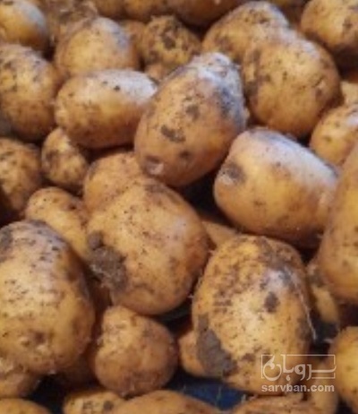 فروش سیب زمینی سیفرا