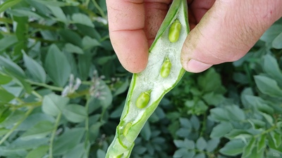 فروش باقلا تازه - باقالی - باقالا