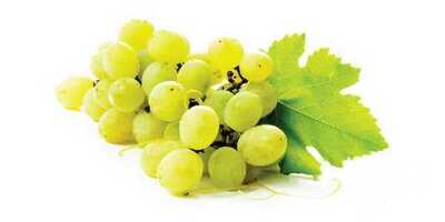 فروش انگورفخری