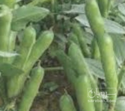فروش باقلا تازه - باقالی - باقالا