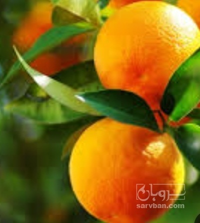 فروش پرتقال