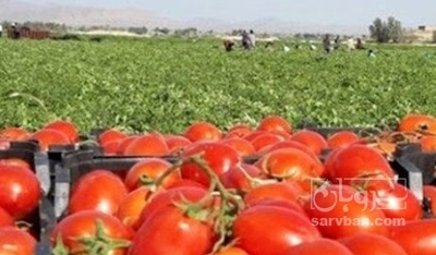 فروش گوجه فرنگی