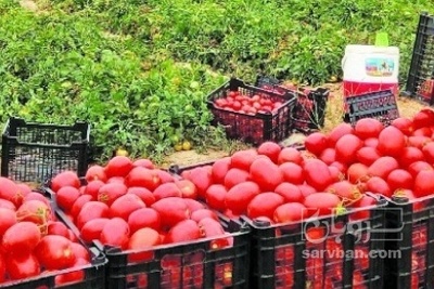 فروش گوجه فرنگی