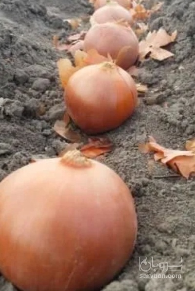 فروش پیاز زرد