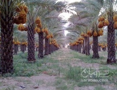 فروش خرما