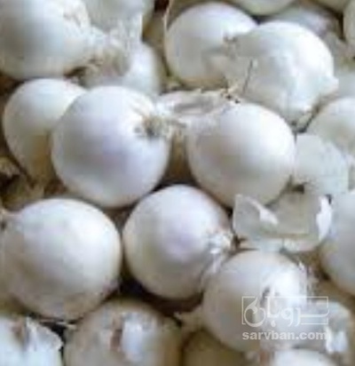 فروش پیاز سفید