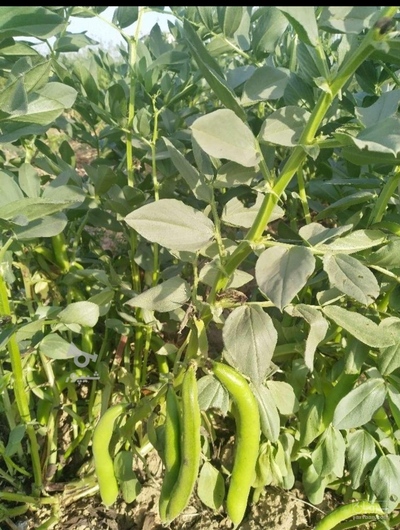 فروش باقلا تازه - باقالی - باقالا