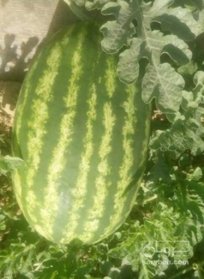 فروش هندوانه بیضی