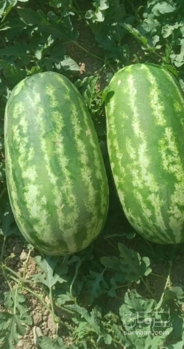 فروش هندوانه بیضی