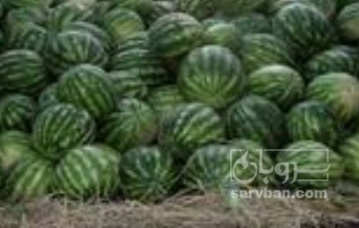 فروش هندوانه گرد