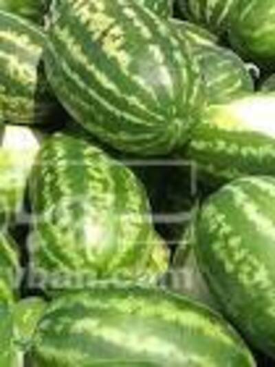 فروش هندوانه بیضی