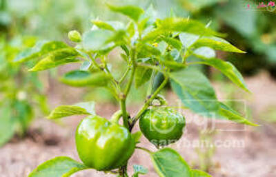 فروش فلفل دلمه ای سبز