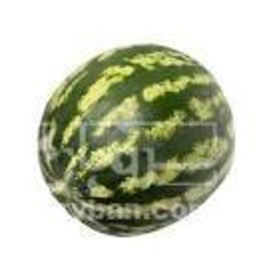 فروش هندوانه گرد