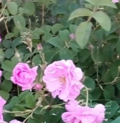 فروش عرق گلاب