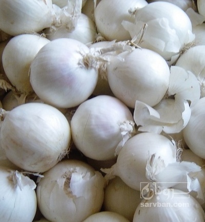 فروش پیاز سفید