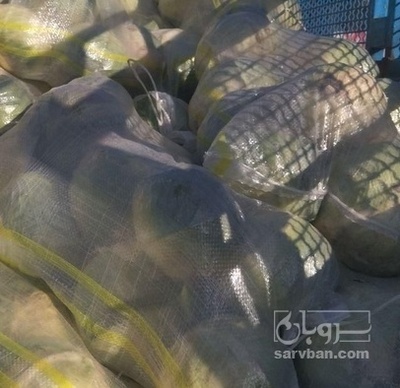 فروش کلم برگی