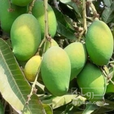 فروش انبه کال