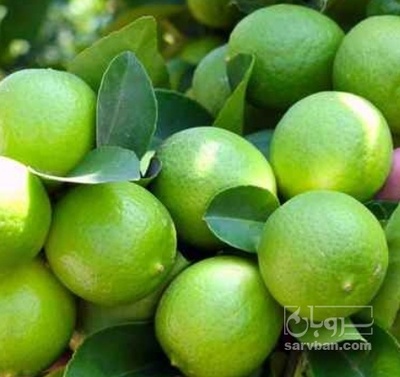 فروش لیموترش