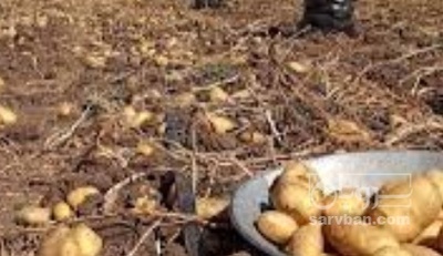 فروش سیب زمینی اگریا