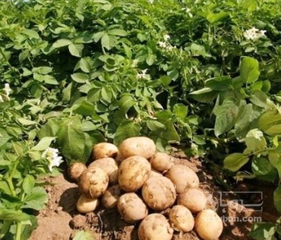 فروش سیب زمینی