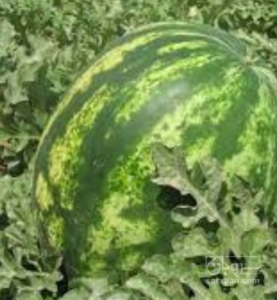 فروش هندوانه گرد