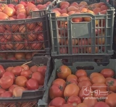 فروش گوجه فرنگی