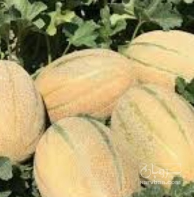 فروش طالبی جانا