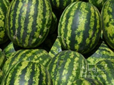 فروش هندوانه گرد خطی