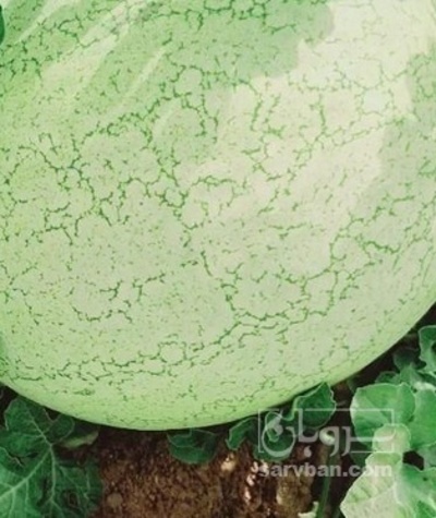 فروش هندوانه ساکاتا