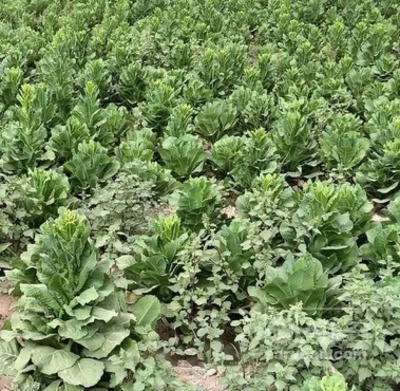 فروش کاهو ایرانی - رومانو خوراک دام