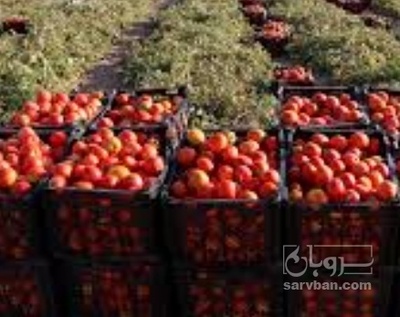 فروش گوجه فرنگی