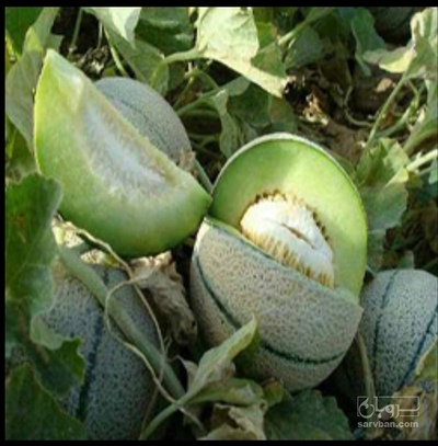 فروش طالبی