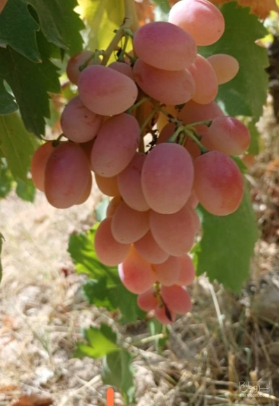 فروش انگوریاقوتی