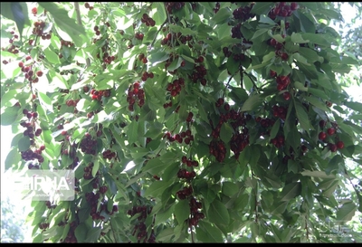 فروش آلبالو