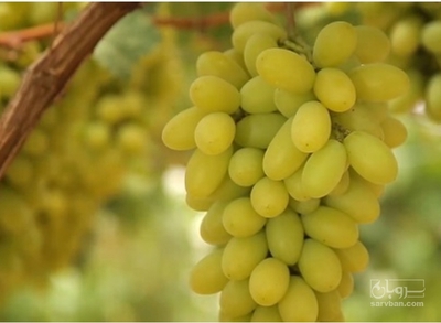 فروش انگورفخری