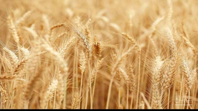 فروش گندم دیم