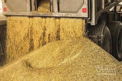 فروش گندم دیم