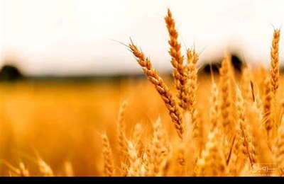 فروش گندم دیم