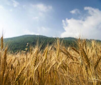 فروش گندم دیم