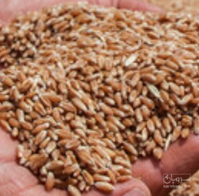 فروش گندم