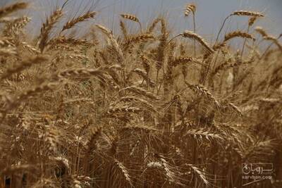 فروش گندم آبی