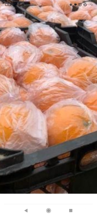 فروش پرتقال تامسون | سروبان